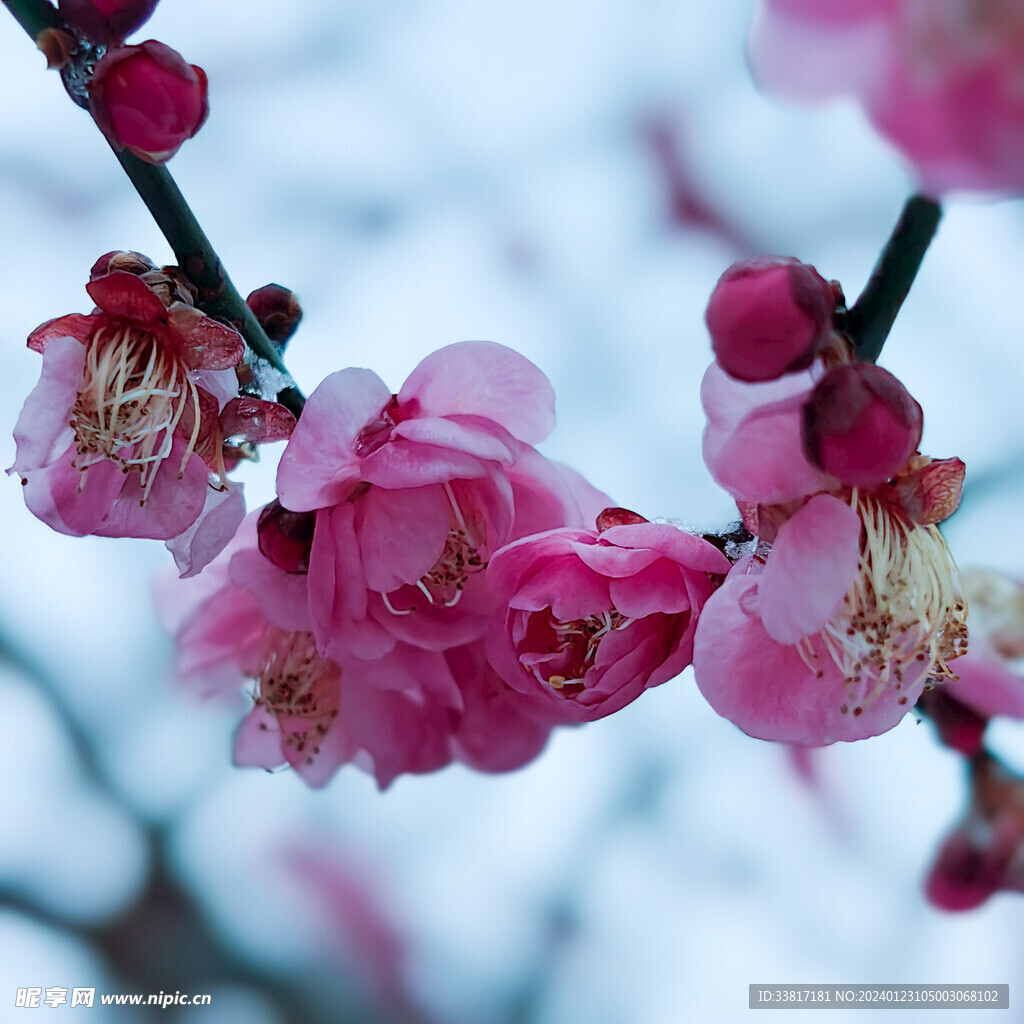 雪中梅花