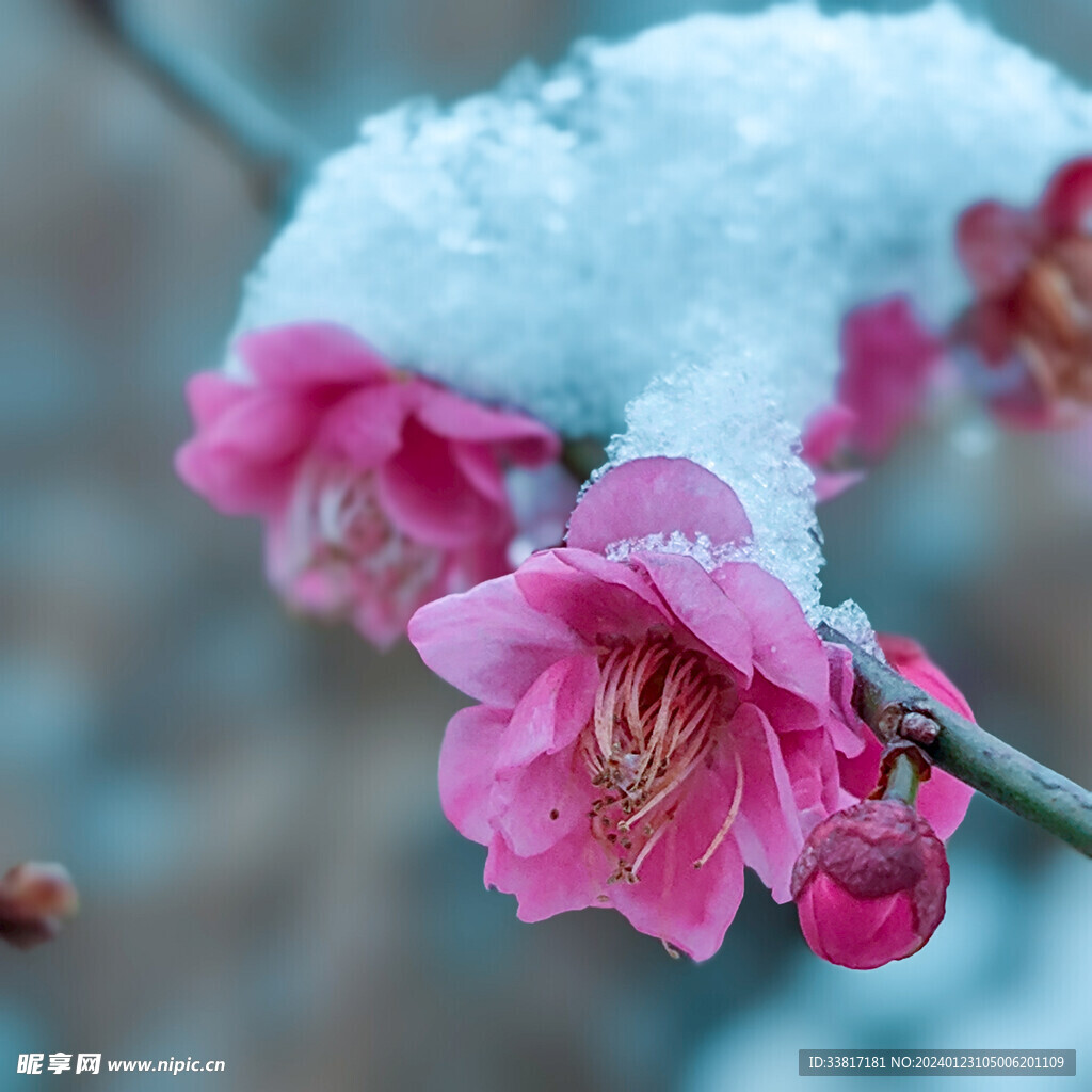 雪中梅花