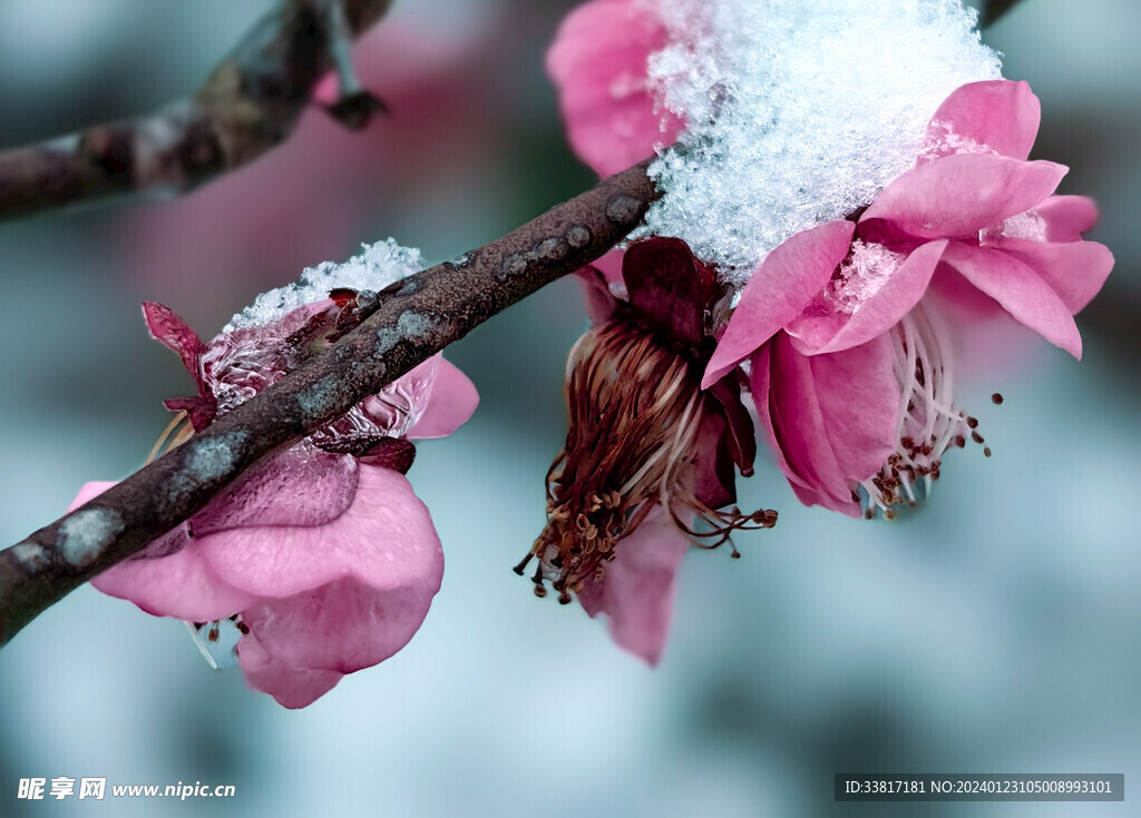 雪中梅花