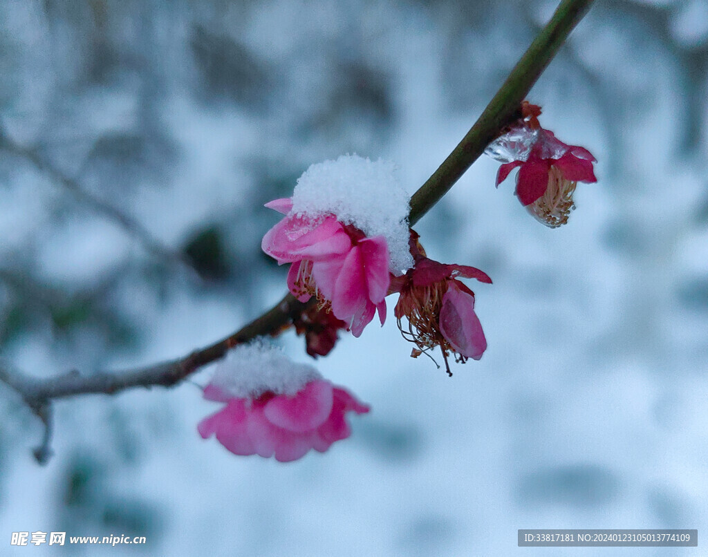 雪中梅花