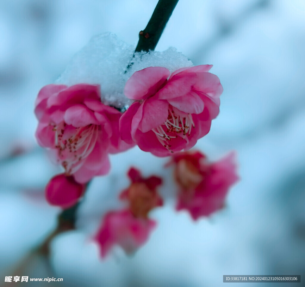 雪中梅花