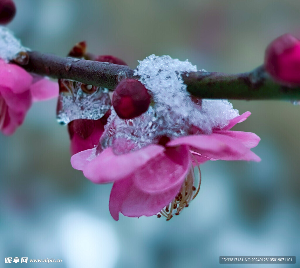 雪中梅花