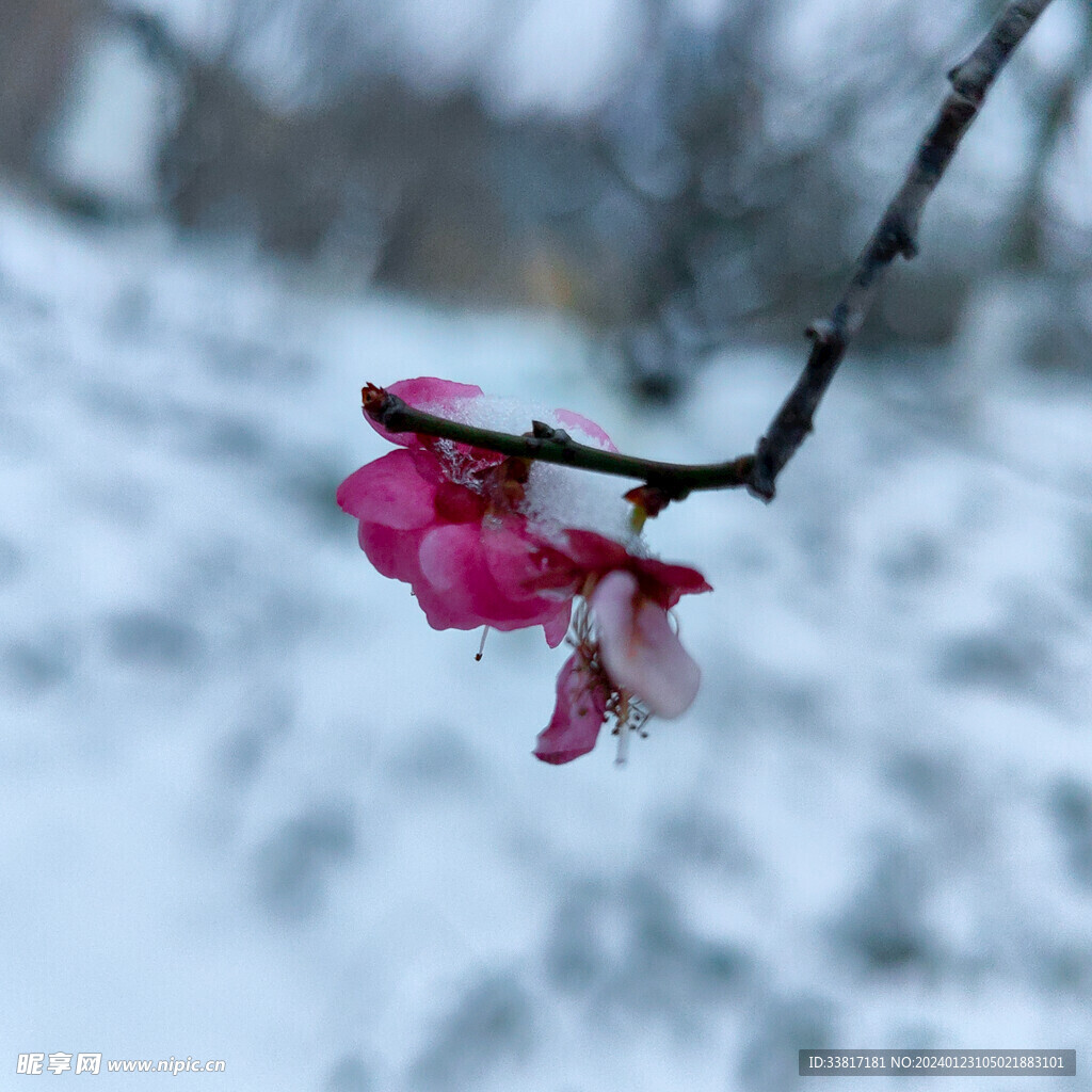 雪中梅花