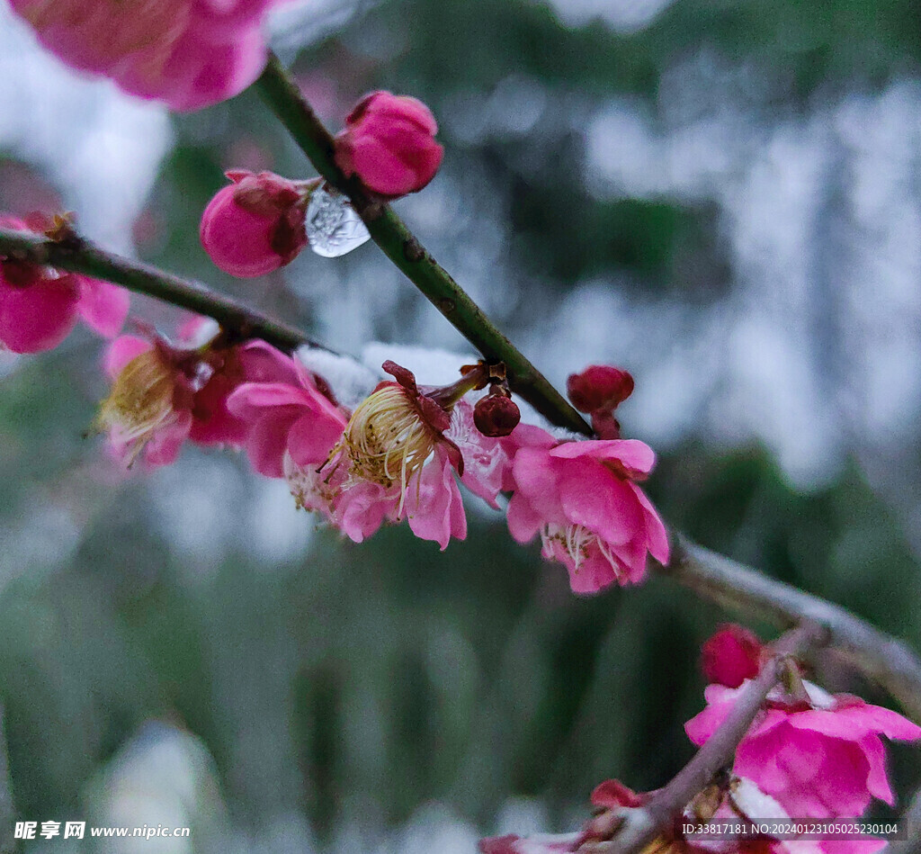 雪中梅花