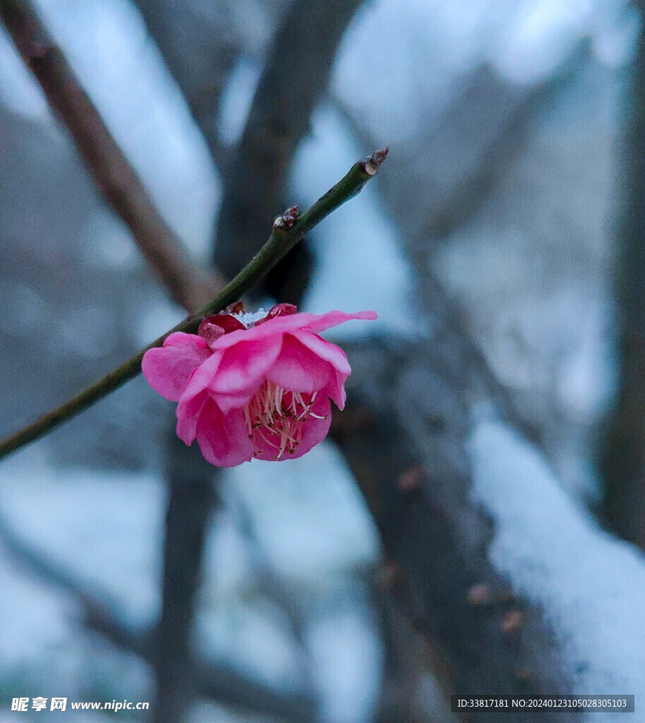 雪中梅花