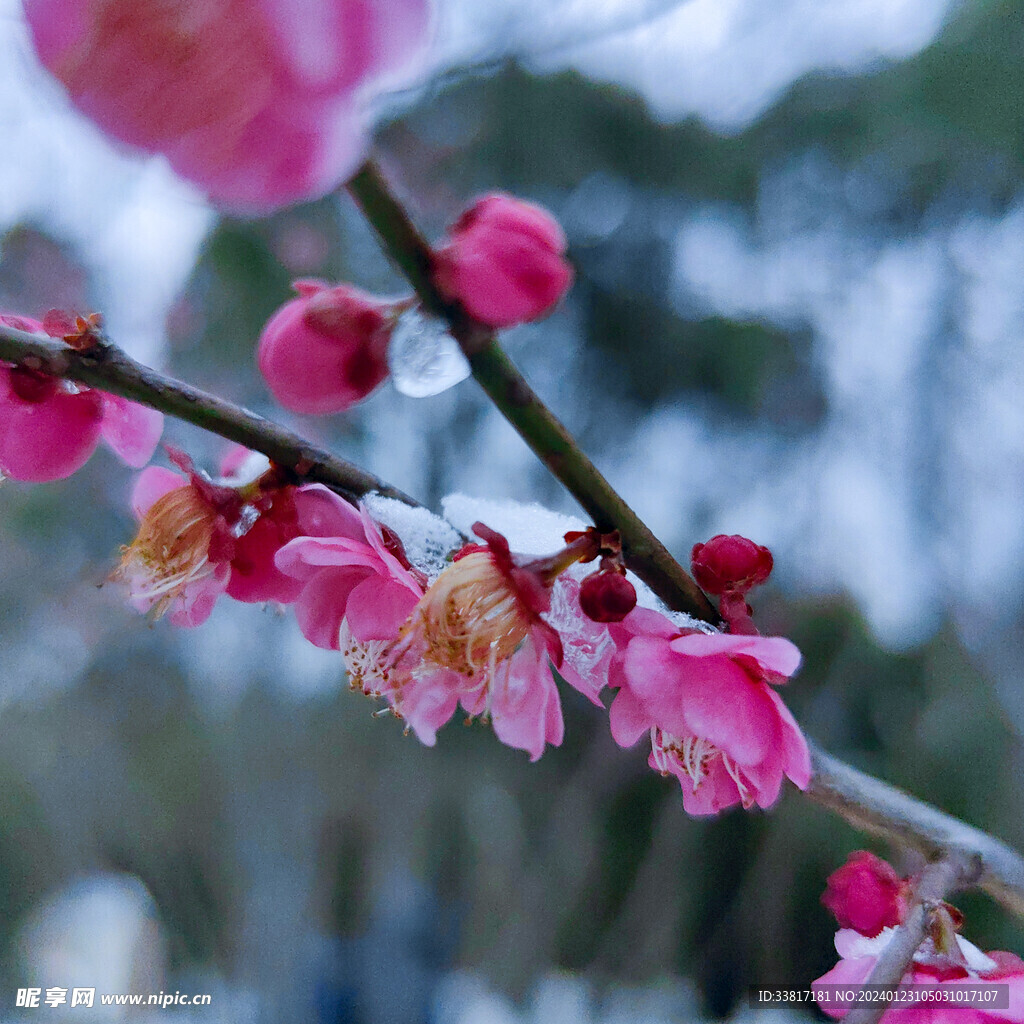 雪中梅花