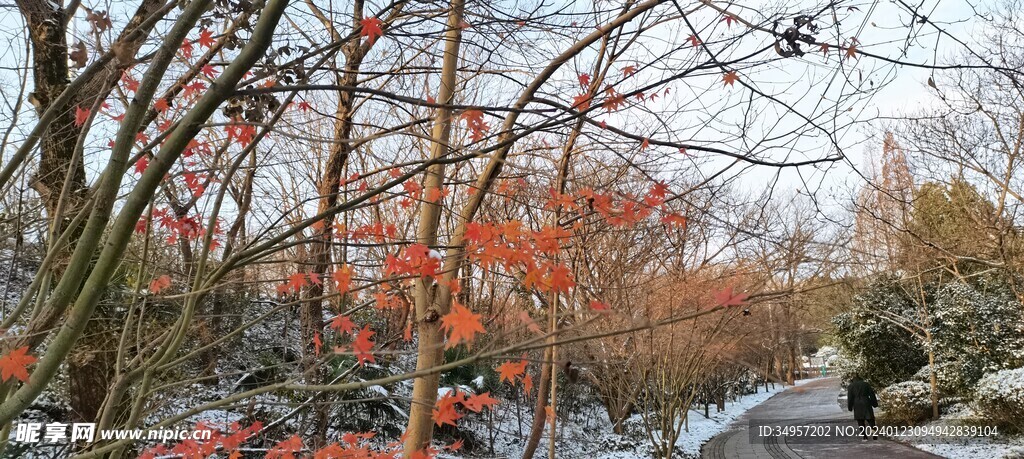 冬天的枫叶
