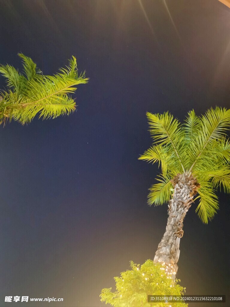 夜空下的棕榈树