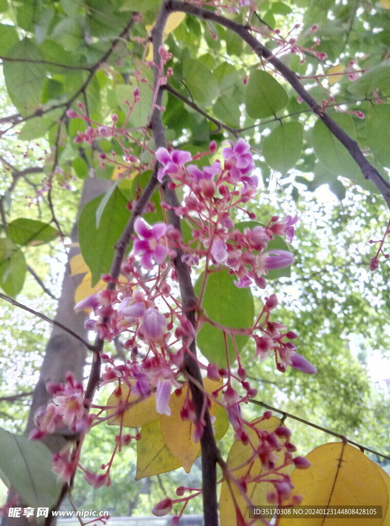 杨桃花 开花 鲜花 花朵 树木