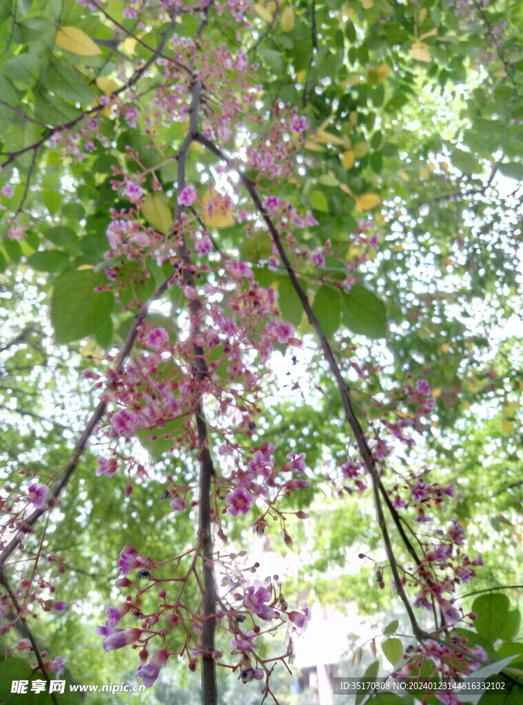 杨桃花 开花 鲜花 花朵 树木