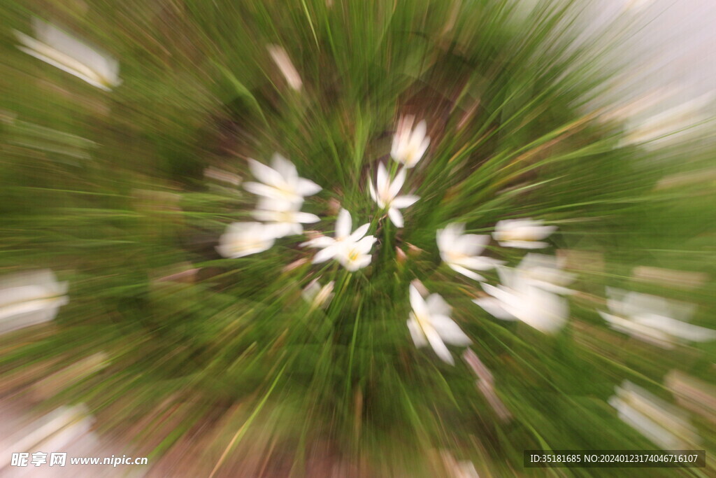 白雾花