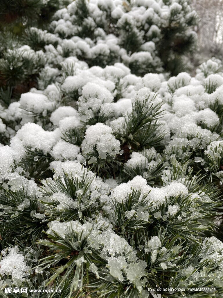 雪松