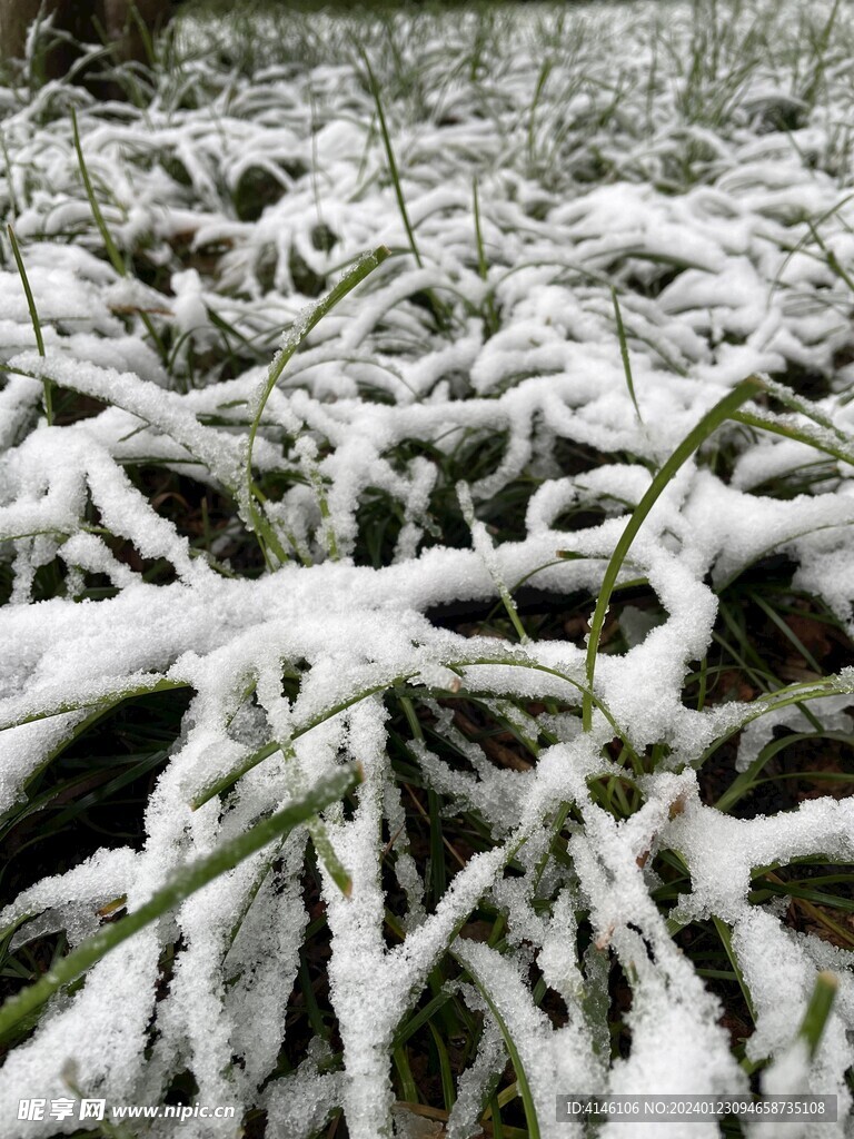 雪与草