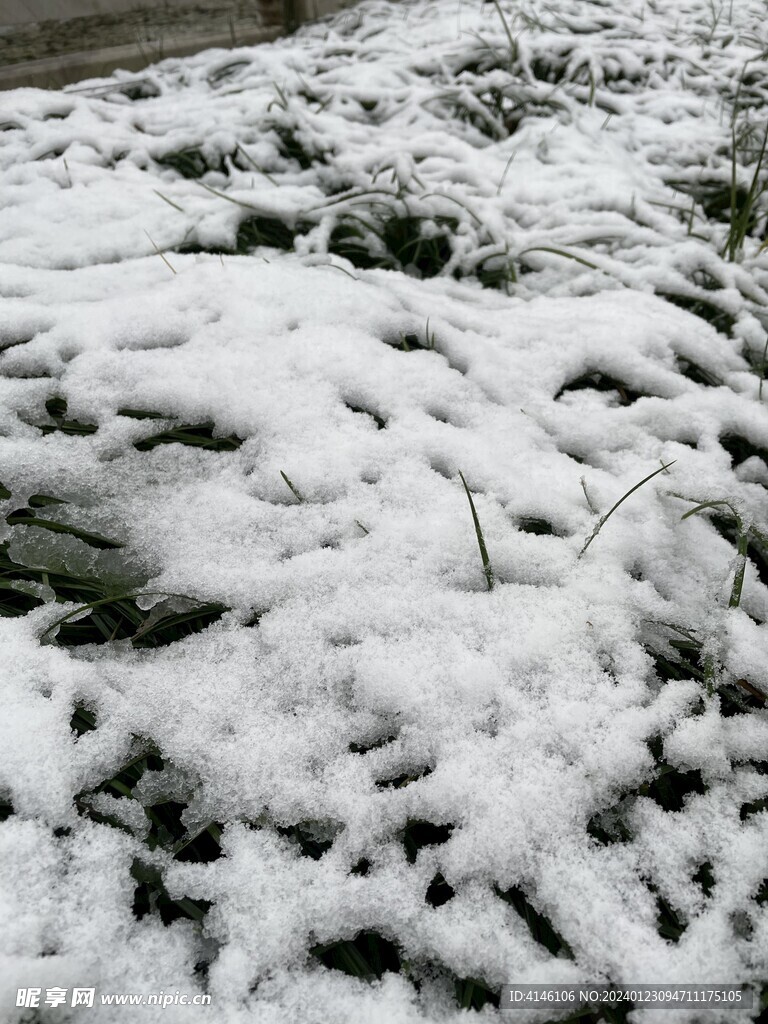雪与草