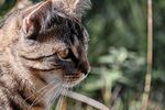 猫咪