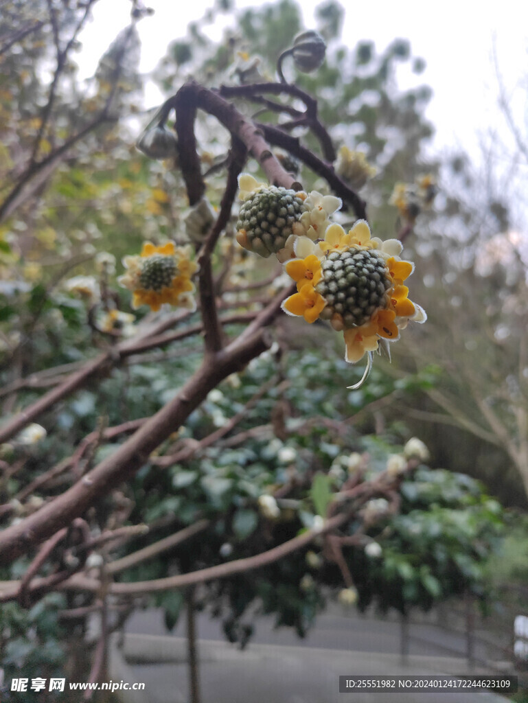 木棉花