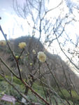 木棉花  