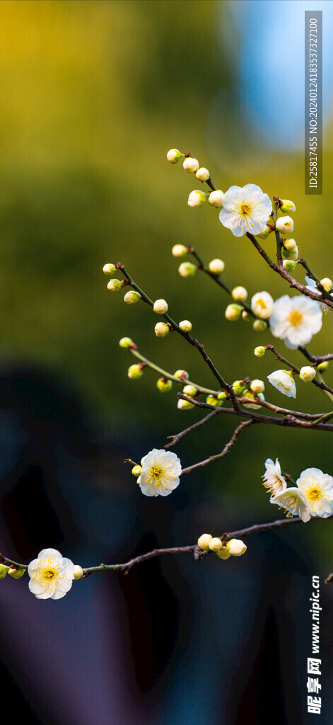 梅花