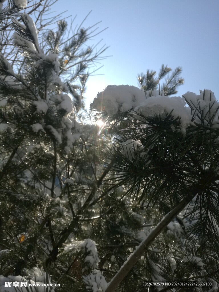 松树雪景