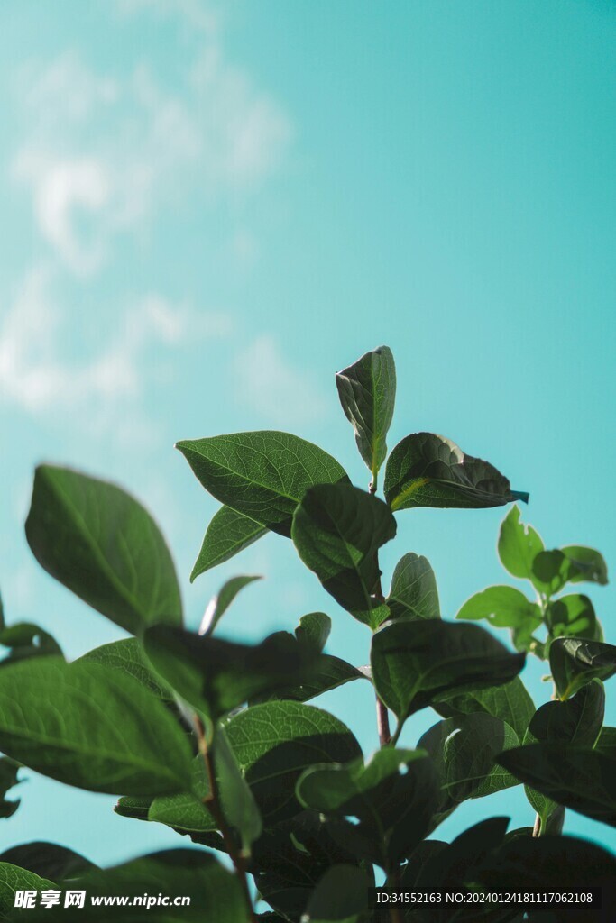 绿色植物