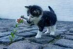 小猫图片