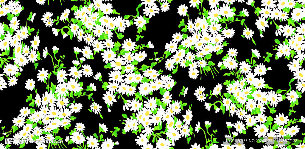 雏菊