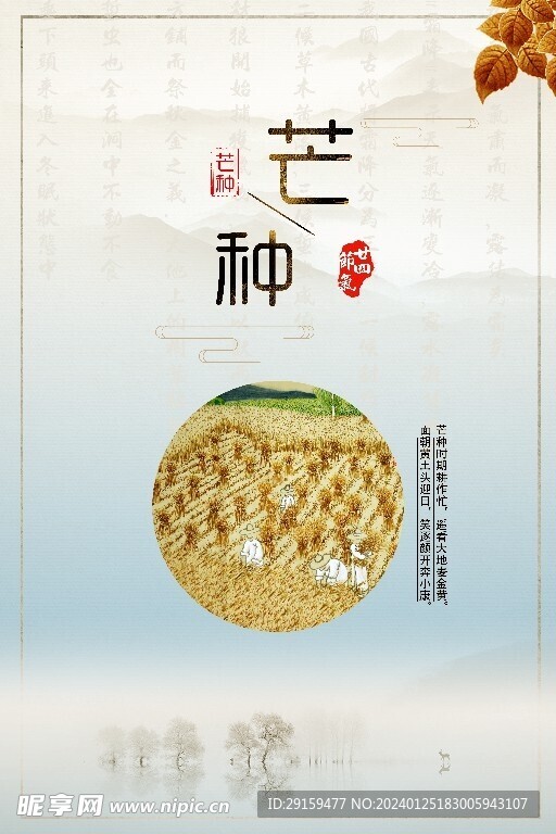            芒种  