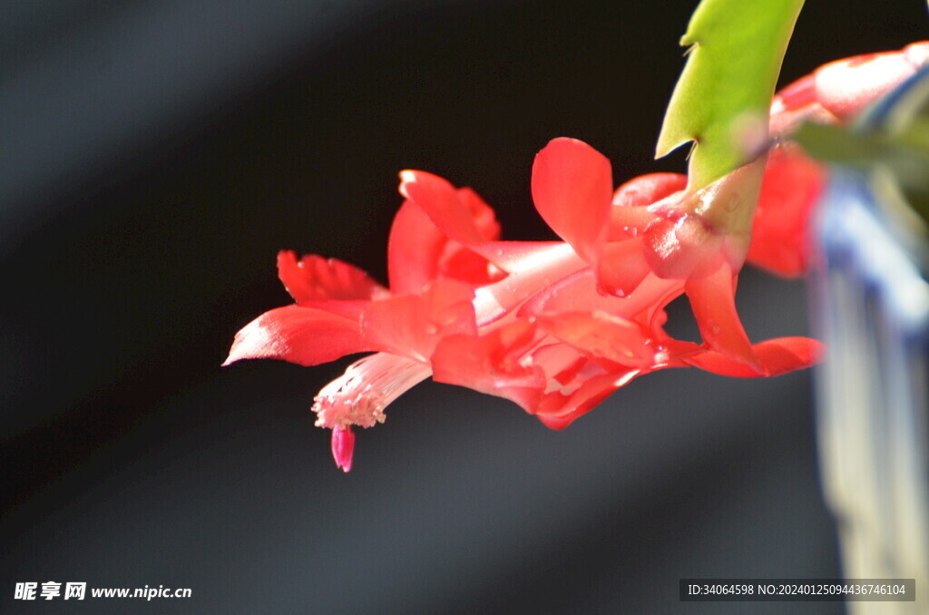 盆栽红色蟹爪兰