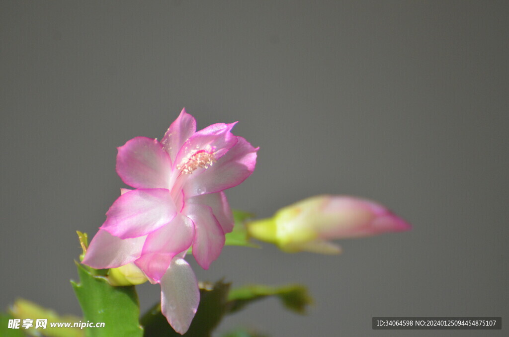  粉色蟹爪兰开花
