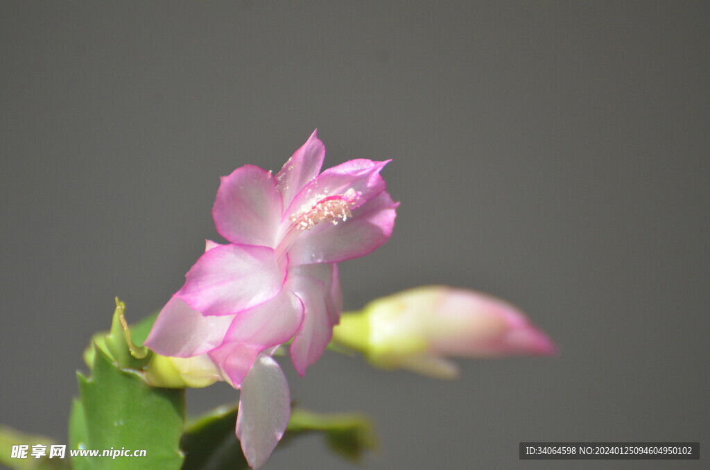 粉色蟹爪兰开花