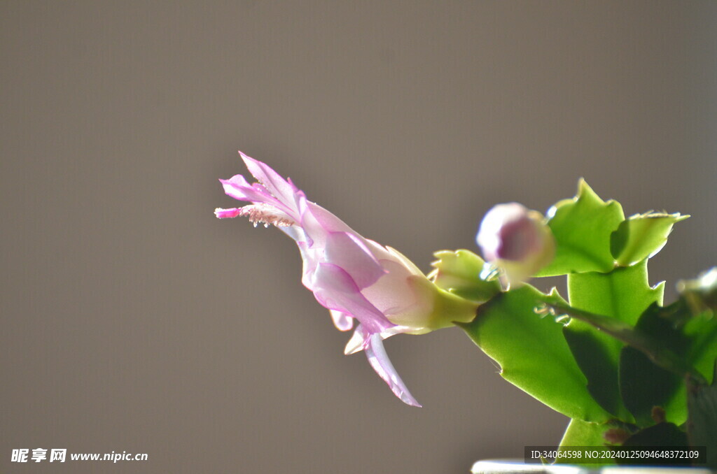 粉色蟹爪兰花