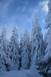 雪景