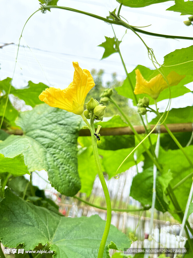 黄瓜的花