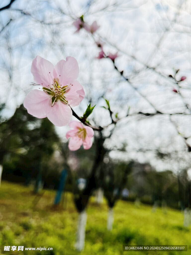 桃花