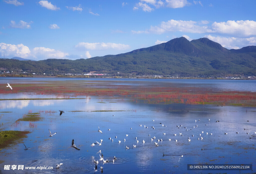 候鸟在拉市海湿地栖息、飞翔