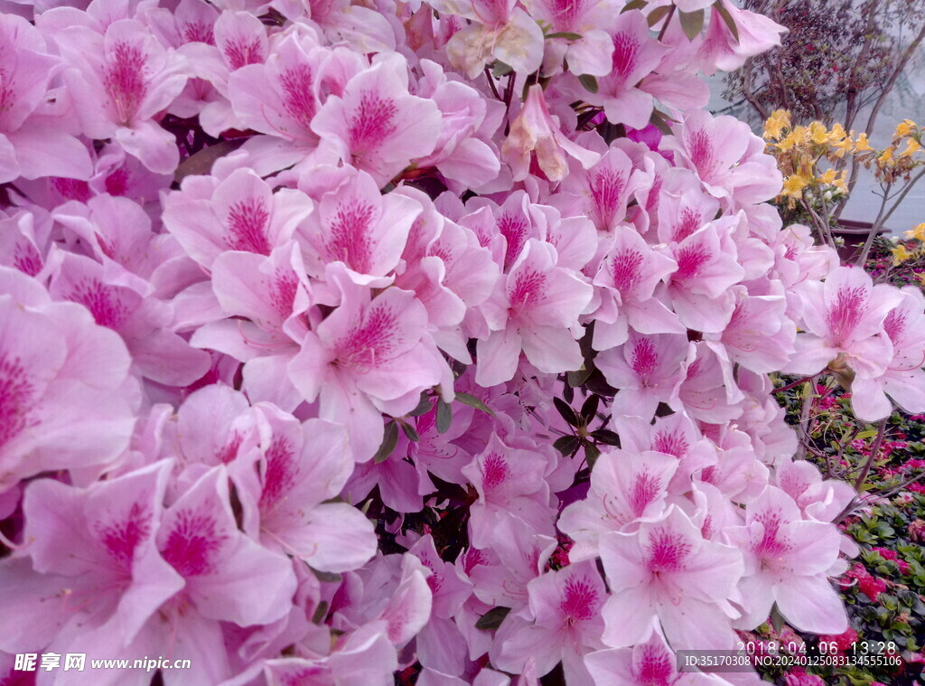 杜鹃花