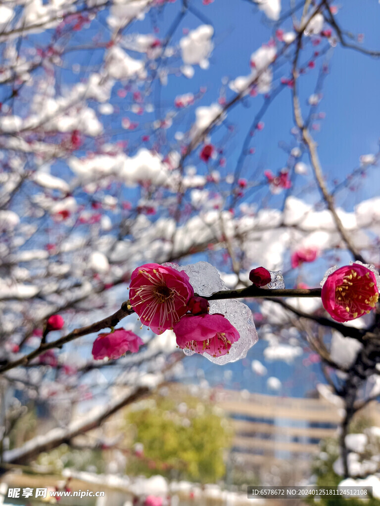 梅花