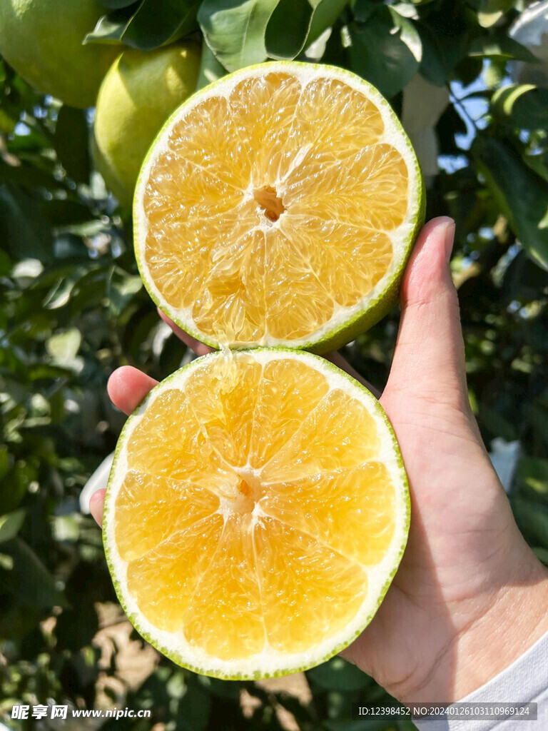 葡萄柚