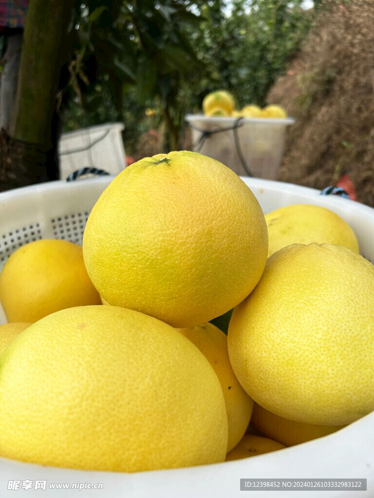 葡萄柚