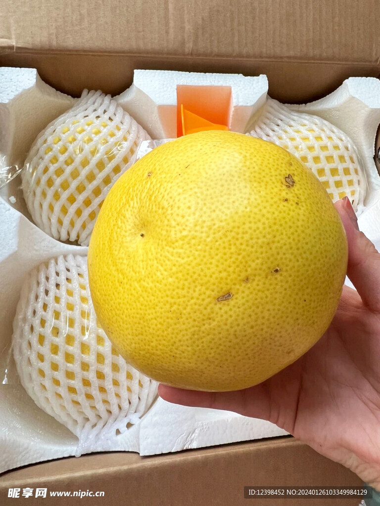 葡萄柚