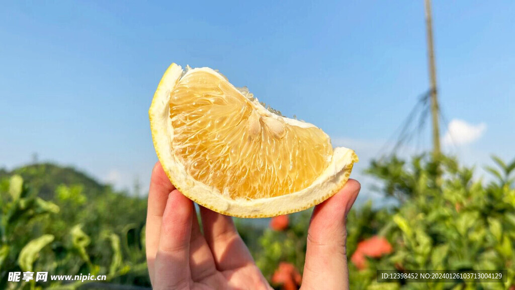 葡萄柚