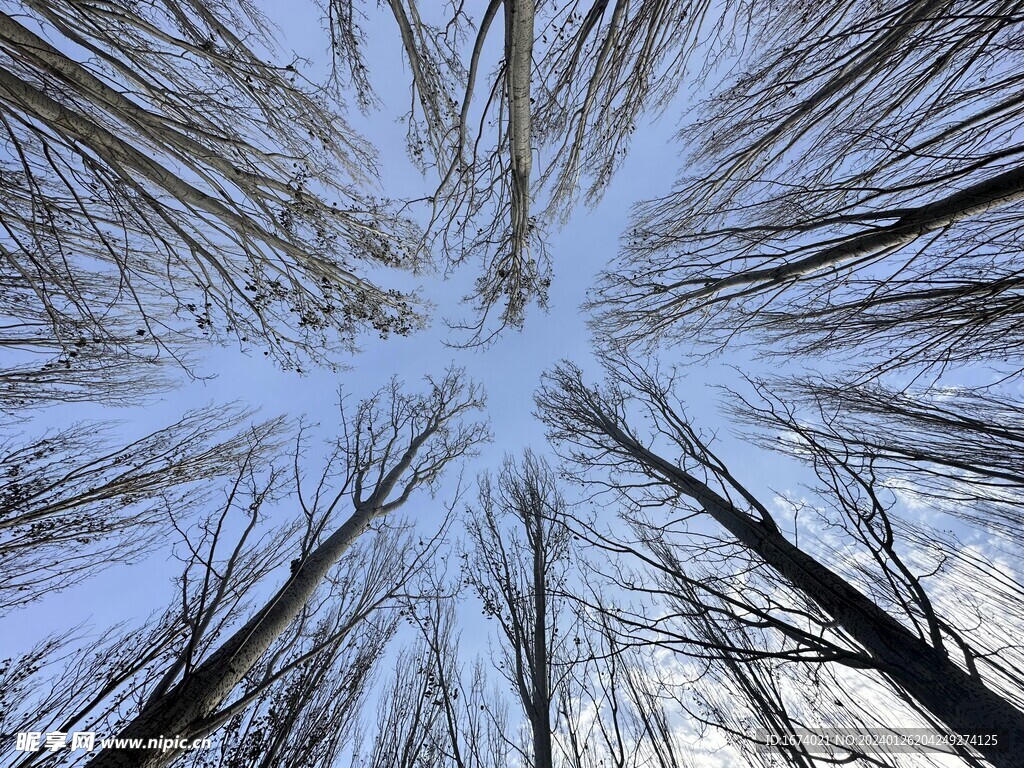 树林中的天空