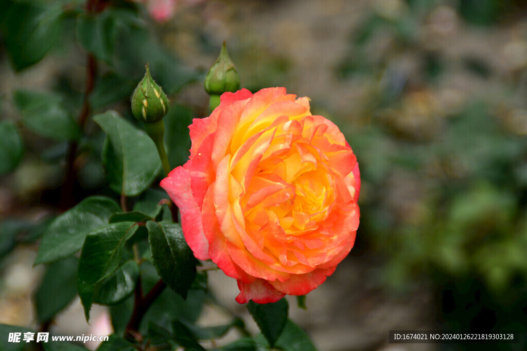 月季花