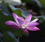 荷花图片