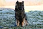 德国犬
