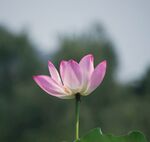 莲花