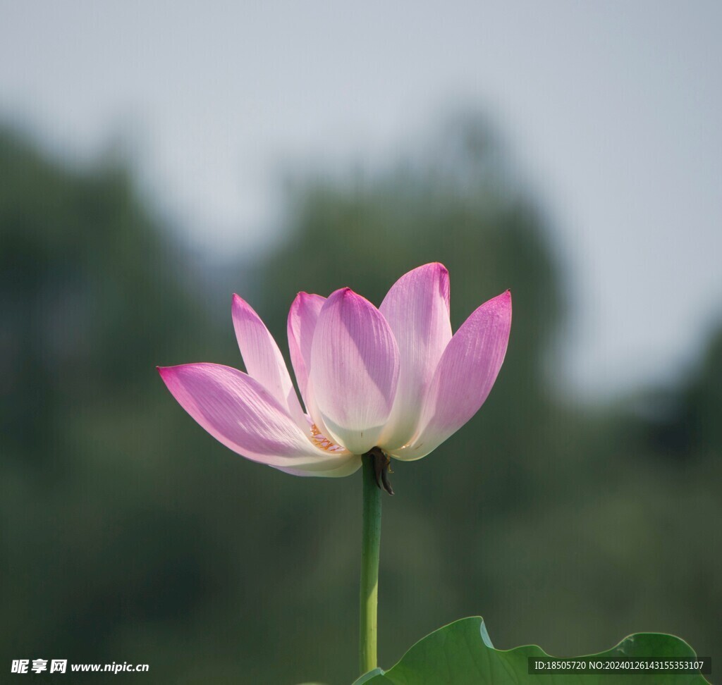 莲花