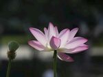 莲花