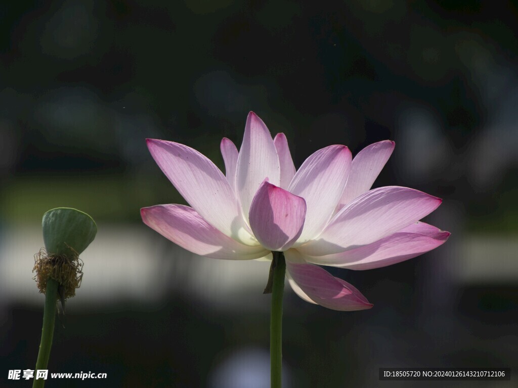 莲花