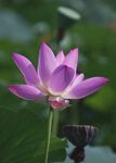 莲花